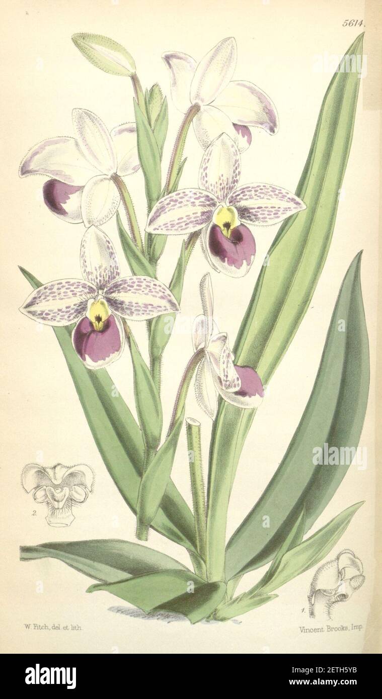 Phragmipedium schlimii (as Cypripedium schlimii) - Curtis' 92 (Ser. 3 no. 22) pl. 5614 (1866). Stock Photo