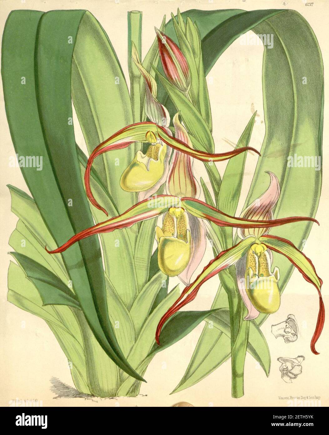 Phragmipedium longifolium (as Cypripedium roezlii) - Curtis' 102 (Ser. 3 no. 32) pl. 6217 (1876). Stock Photo