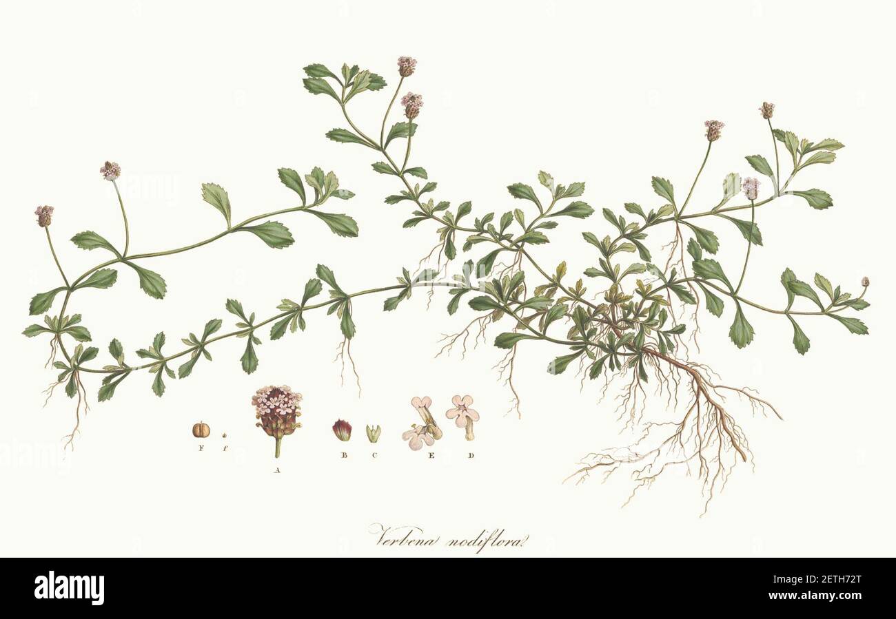 Phyla nodiflora - Flora Graeca - vol. 6 - t. 553. Stock Photo