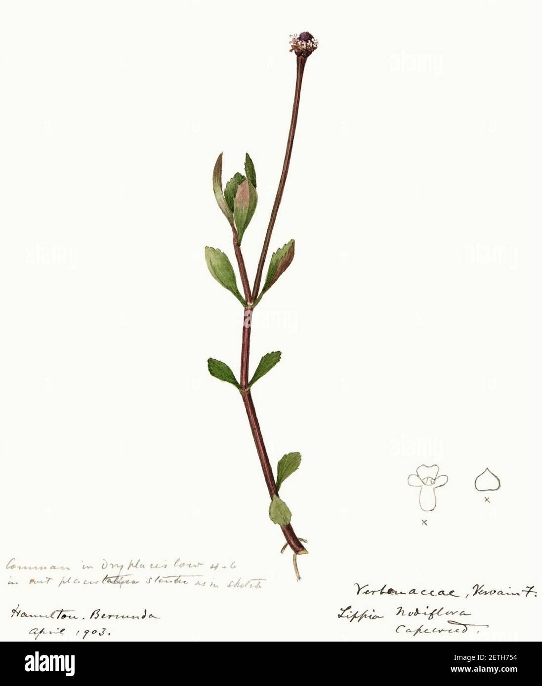 Phyla nodiflora - Water-color Sketches of Plants of North America - Vol. 18 - p. 36. Stock Photo