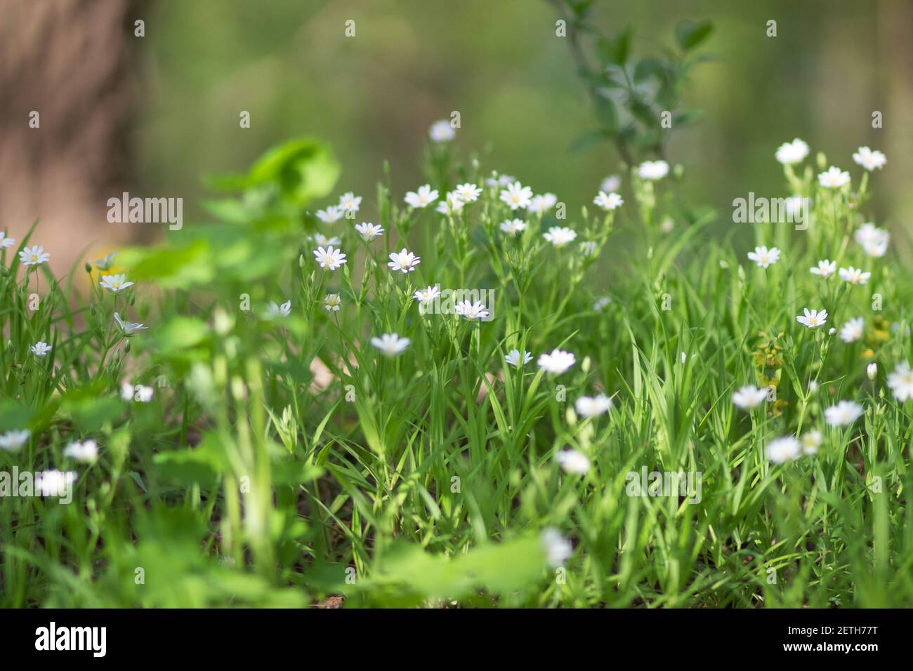 Flower Leucanthemum maximum close-up. Leucanthemum maximum has ...