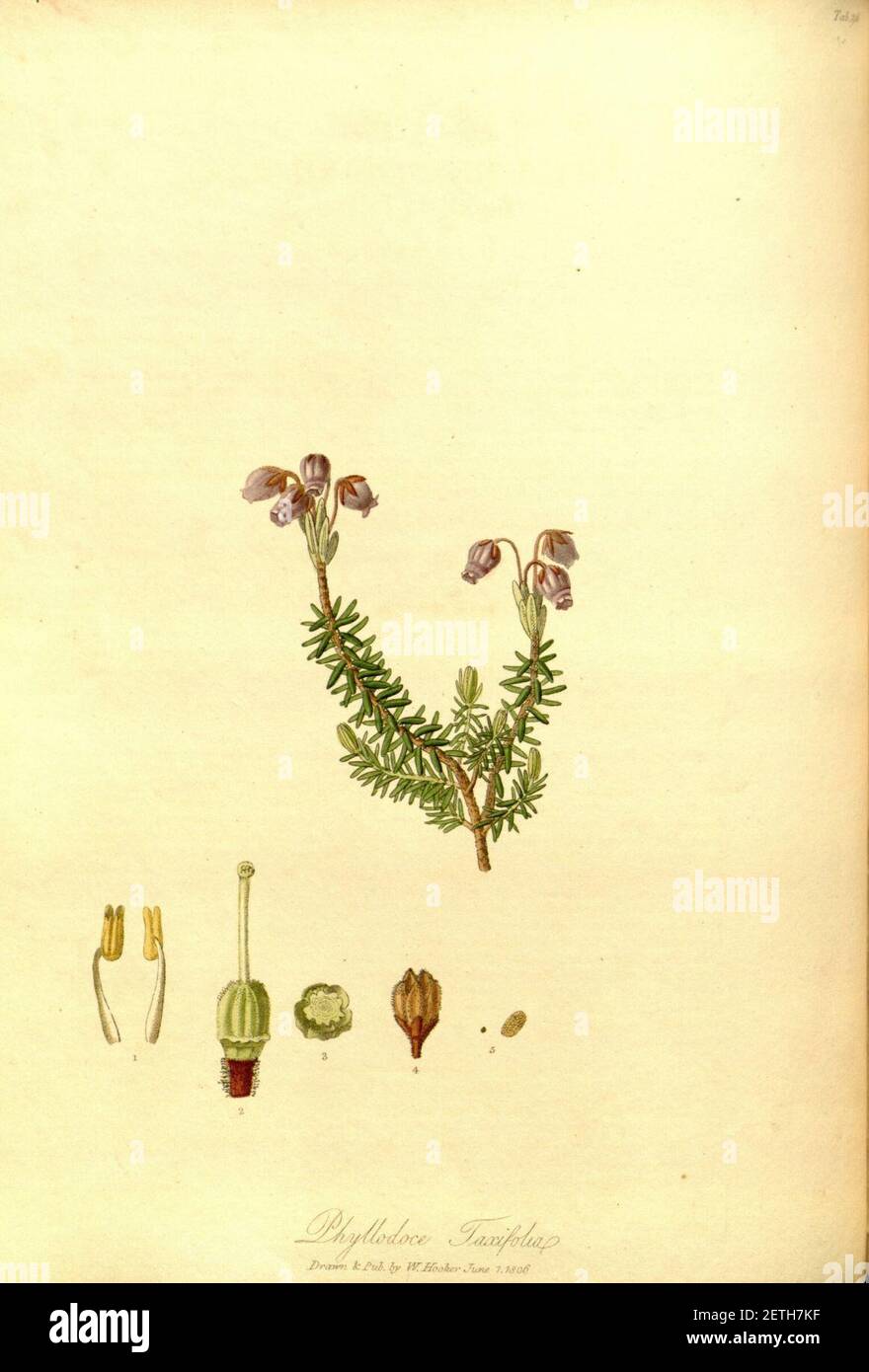 Phyllodoce caerulea (Pall.) Salisb.. Stock Photo