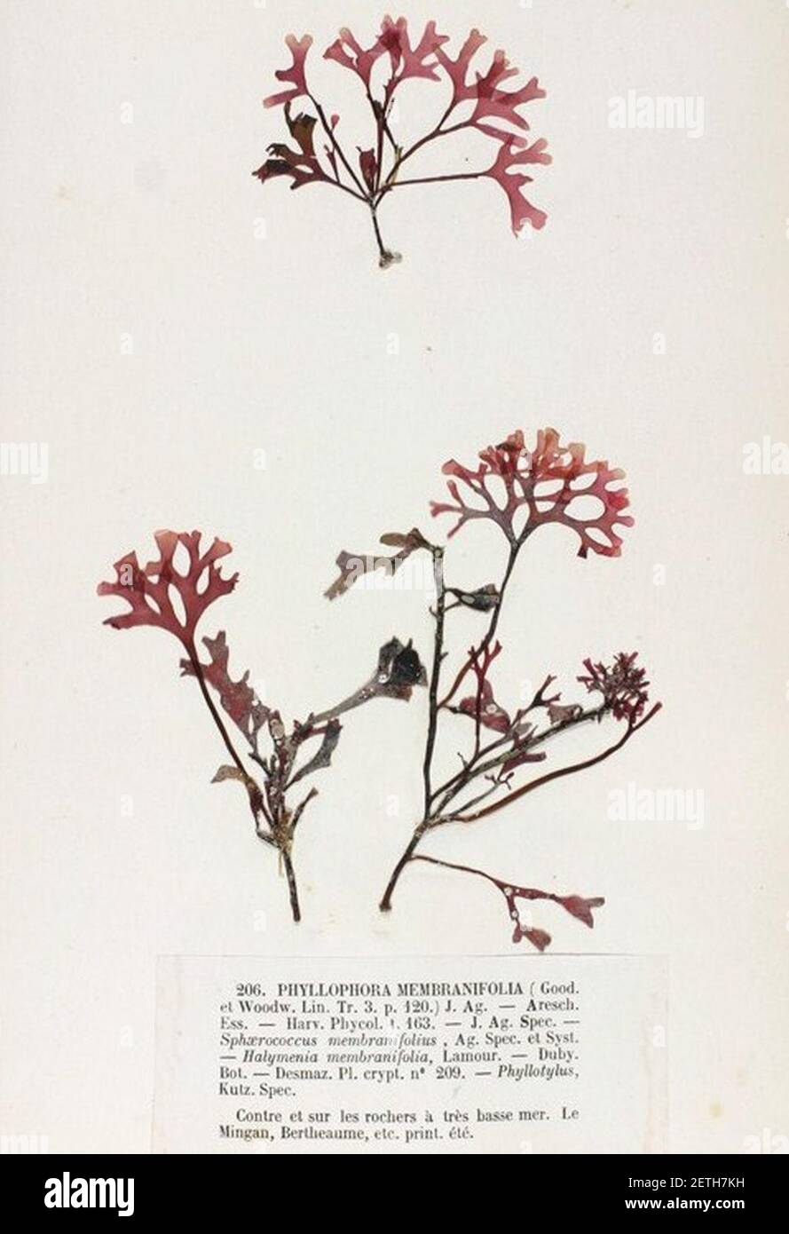 Phyllophora membranifolia Crouan. Stock Photo