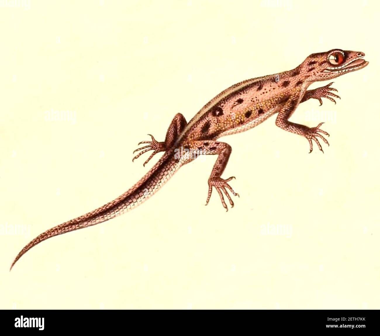 Phyllodactylus gerrhopygus 1847 - cropping. Stock Photo