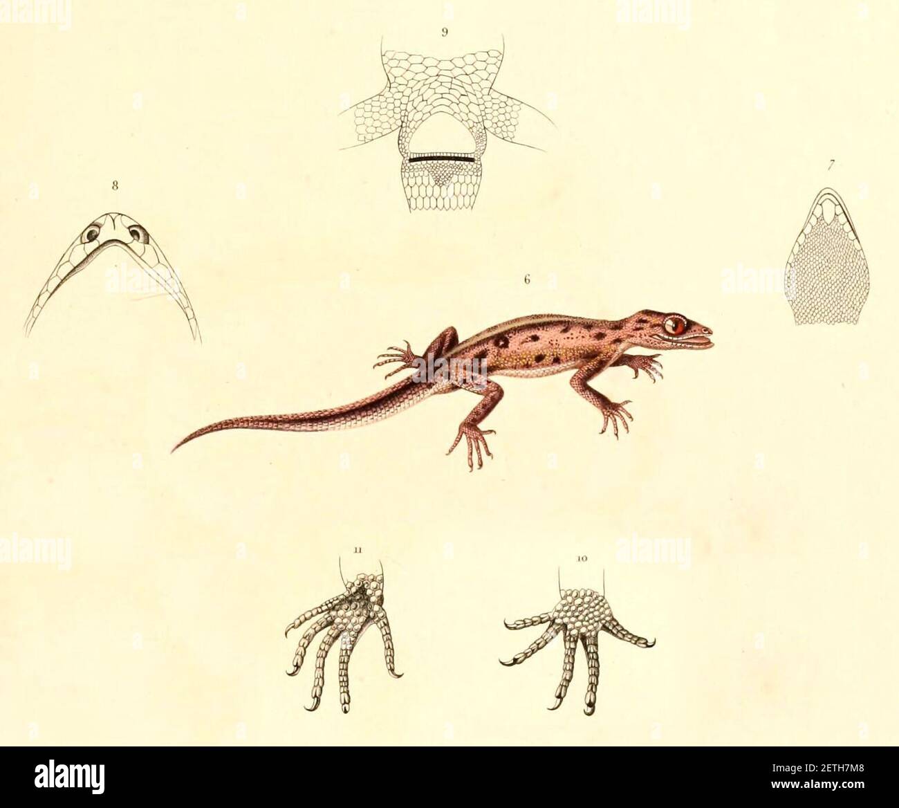 Phyllodactylus gerrhopygus 1847. Stock Photo