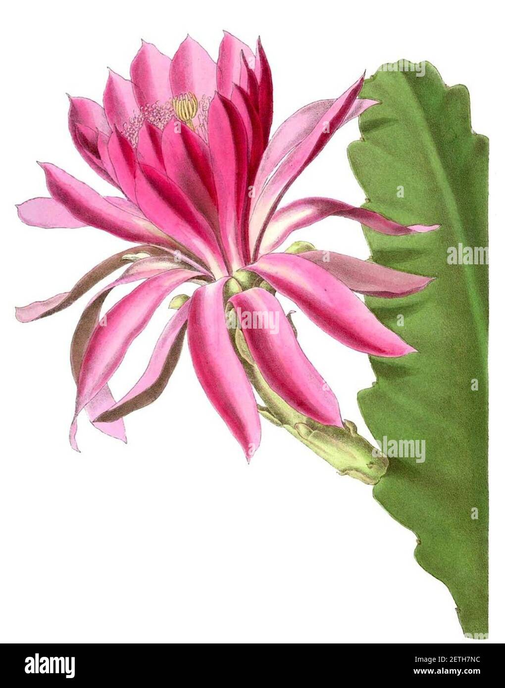 Phyllocactus hi-res stock photography and images - Alamy