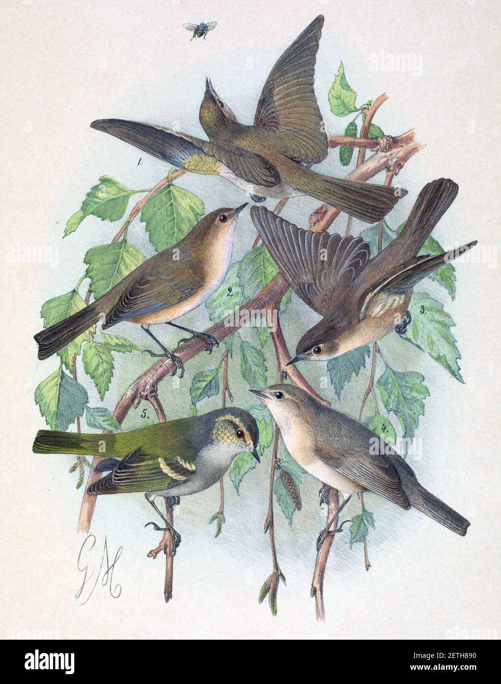 Phylloscopus collybita tristis & Phylloscopus sindianus & Phylloscopus humei mandellii 1889. Stock Photo