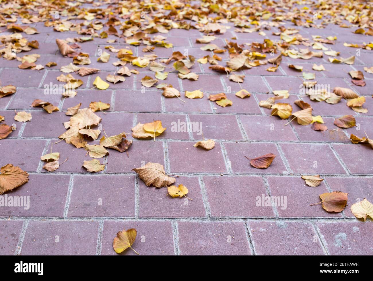 Yellow leaves on the stone tiles. Photo can be used as a whole background. Stock Photo