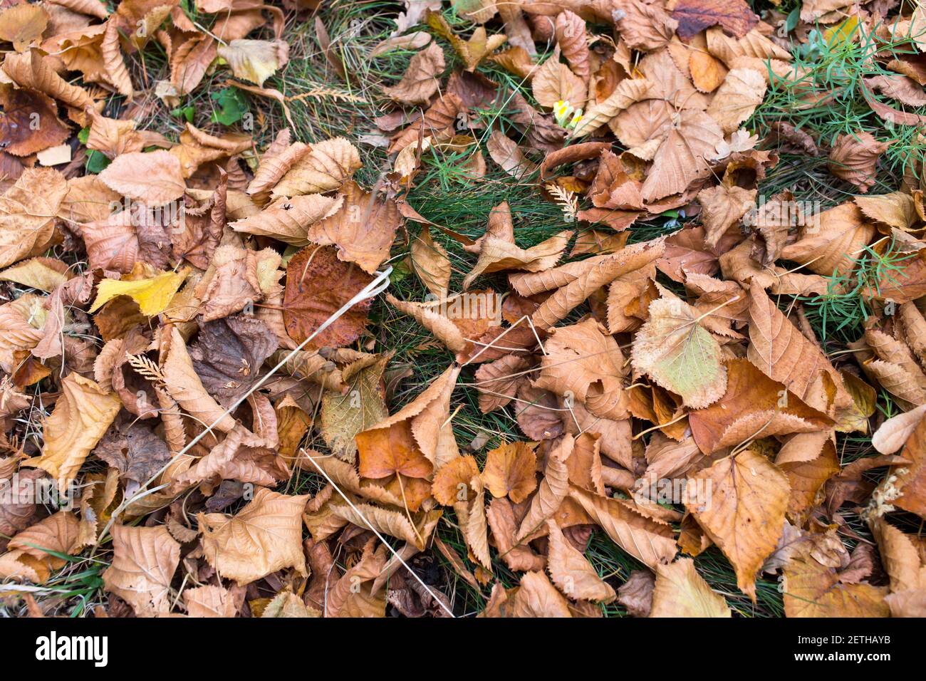 Dry yellow leaves on the ground with grass. Photo can be used as a whole background. Stock Photo