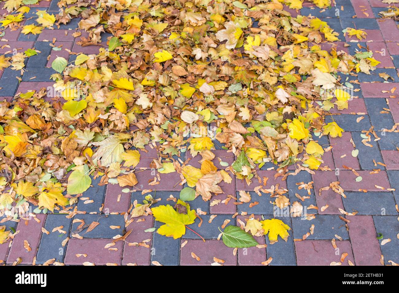Pile of dry yellow leaves on the stone tiles. Photo can be used as a whole background. Stock Photo