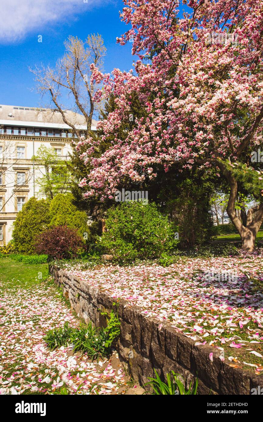 Beautiful pink flower magnolia tree in the Margaret Island - Budapest,  Hungary in sunny spring day Stock Photo - Alamy