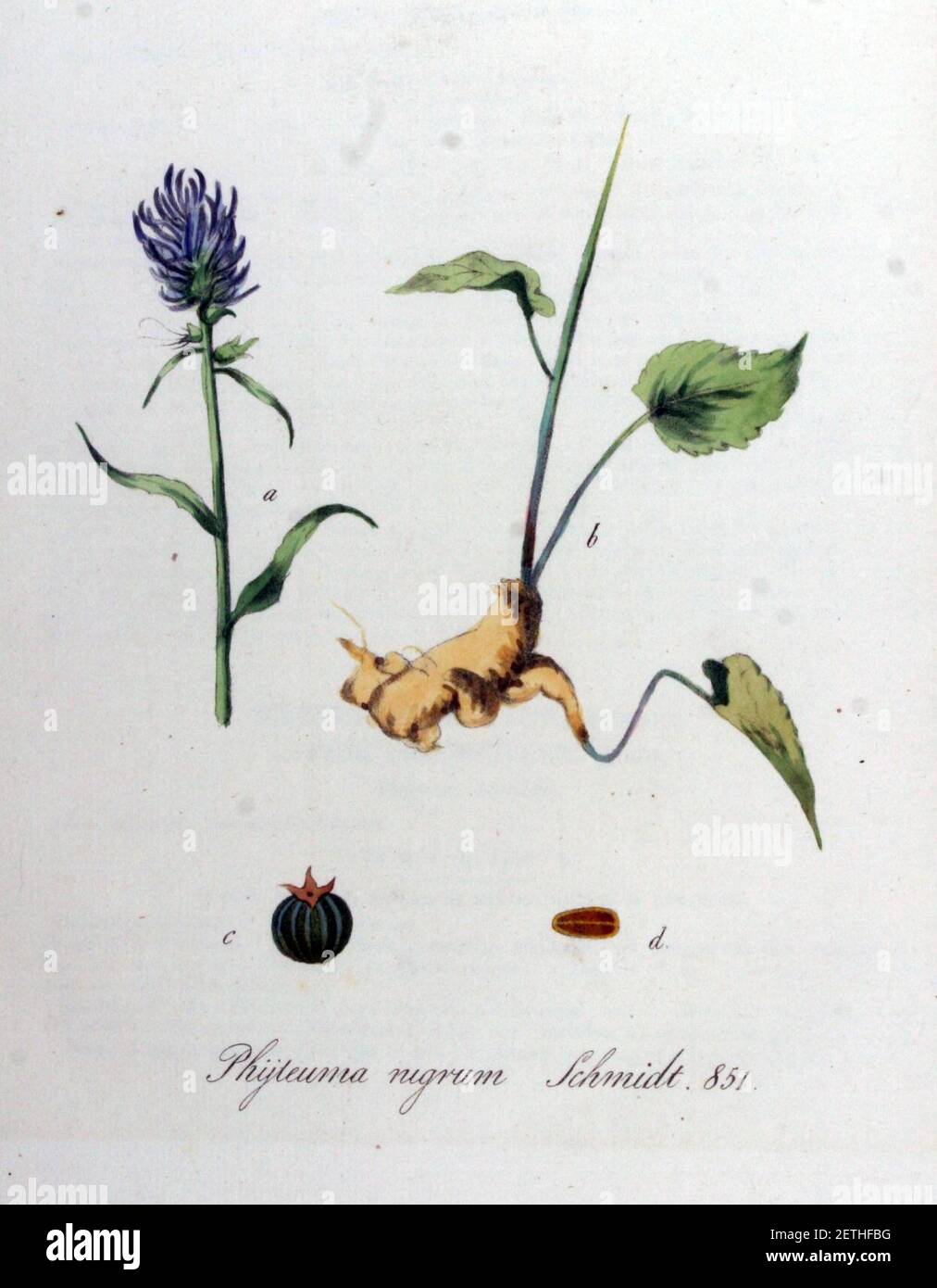 Phyteuma nigrum — Flora Batava — Volume v11. Stock Photo