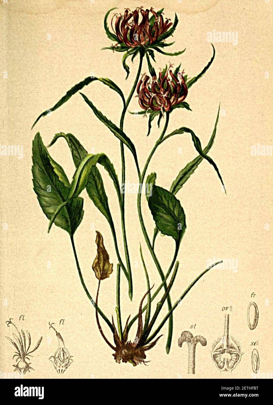 Phyteuma scheuchzeri Atlas Alpenflora. Stock Photo