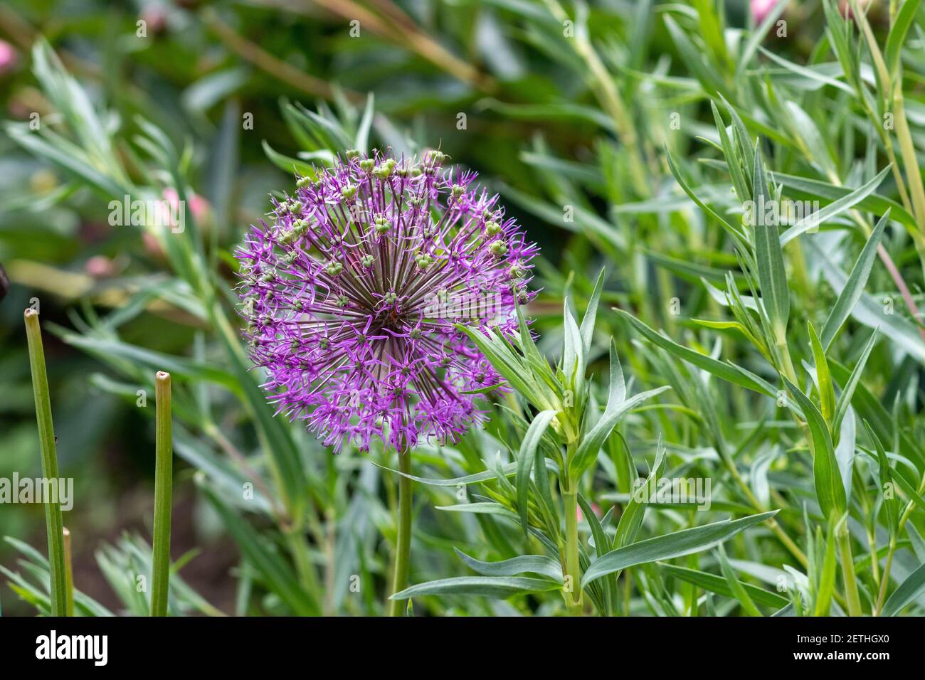 Flower Allium ampeloprasum close-up. Allium ampeloprasum has blossomed on the site Stock Photo