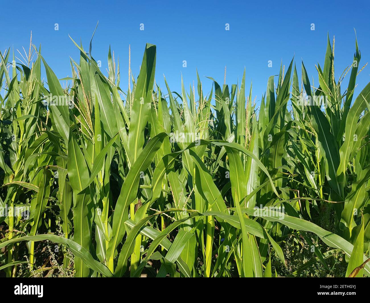 Countryside plantation growing green corn hi-res stock photography and ...