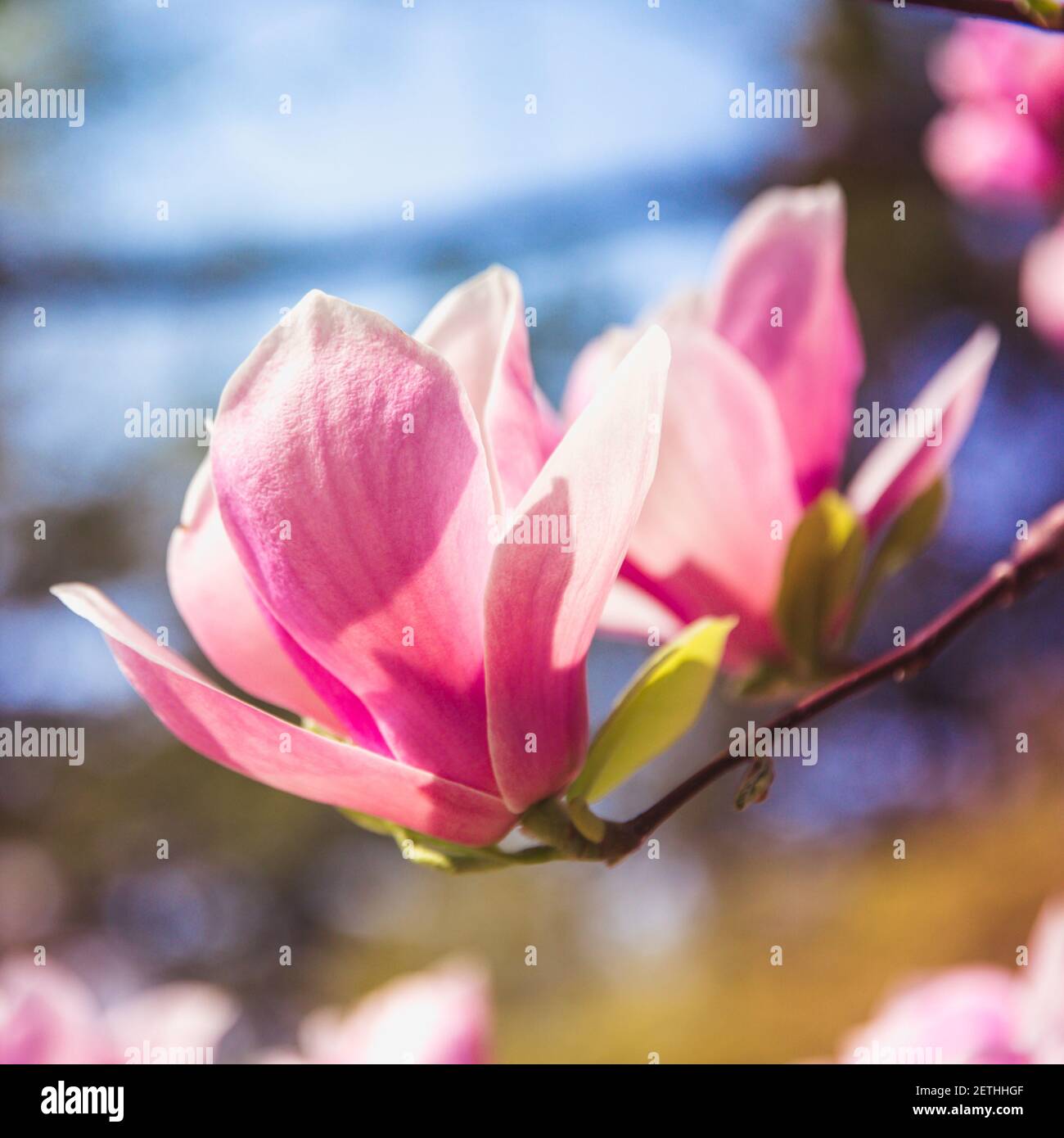 Bloomy magnolia tree with big pink flowers, spring time, close-up Stock ...