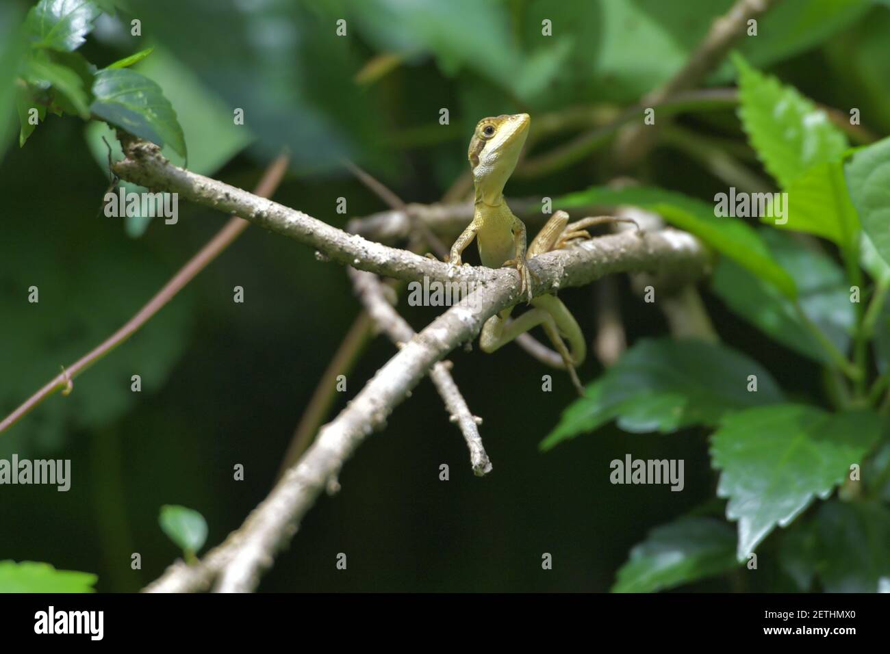 Dragon reptile (Reptilia) surrounded by lush tropical flora in the