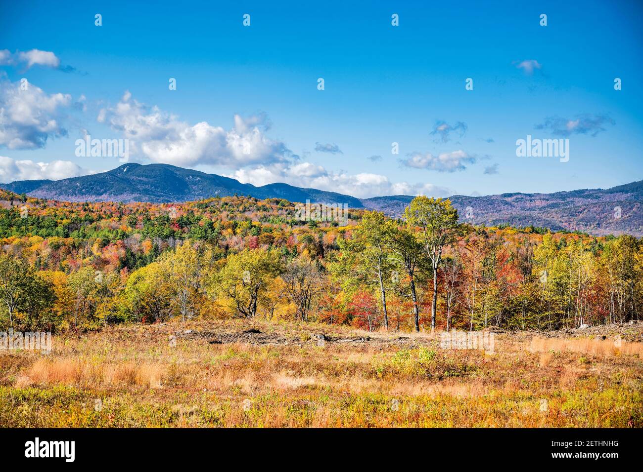 A mesmerizing colorful atmospheric landscape with an autumn maple grove in yellow and red tones which attract tourists on a panorama of a valley with Stock Photo