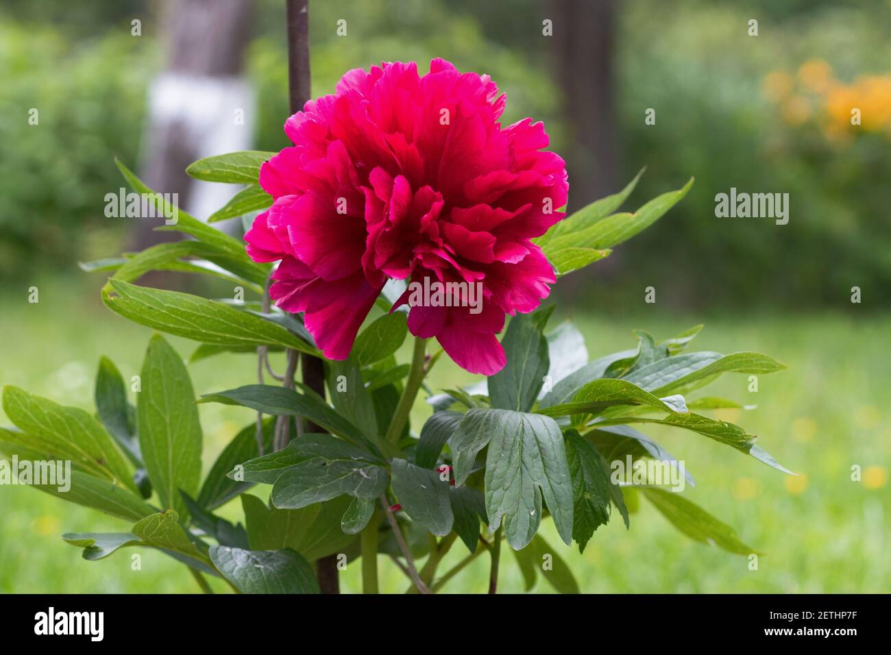 Flower Paeonia officinalis close-up. Paeonia officinalis has blossomed on the site Stock Photo