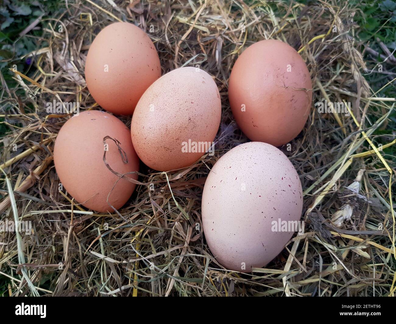 Chicken eggs in the nest. Chicken nest. The eggs are in the nest Stock