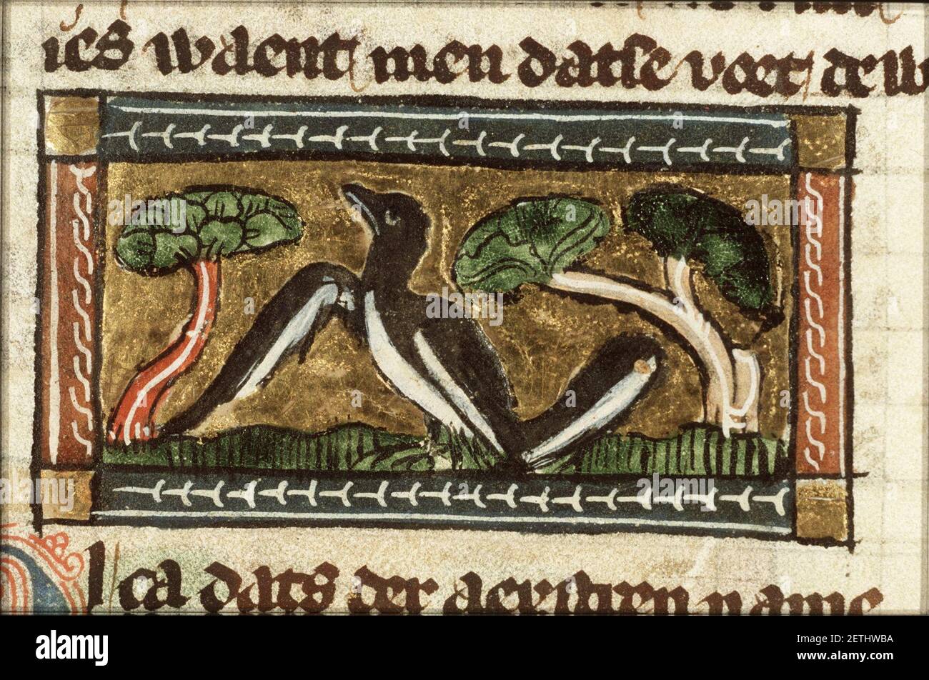 Pica (magpie) - Der naturen bloeme - Jacob van Maerlant - KB KA 16 ...