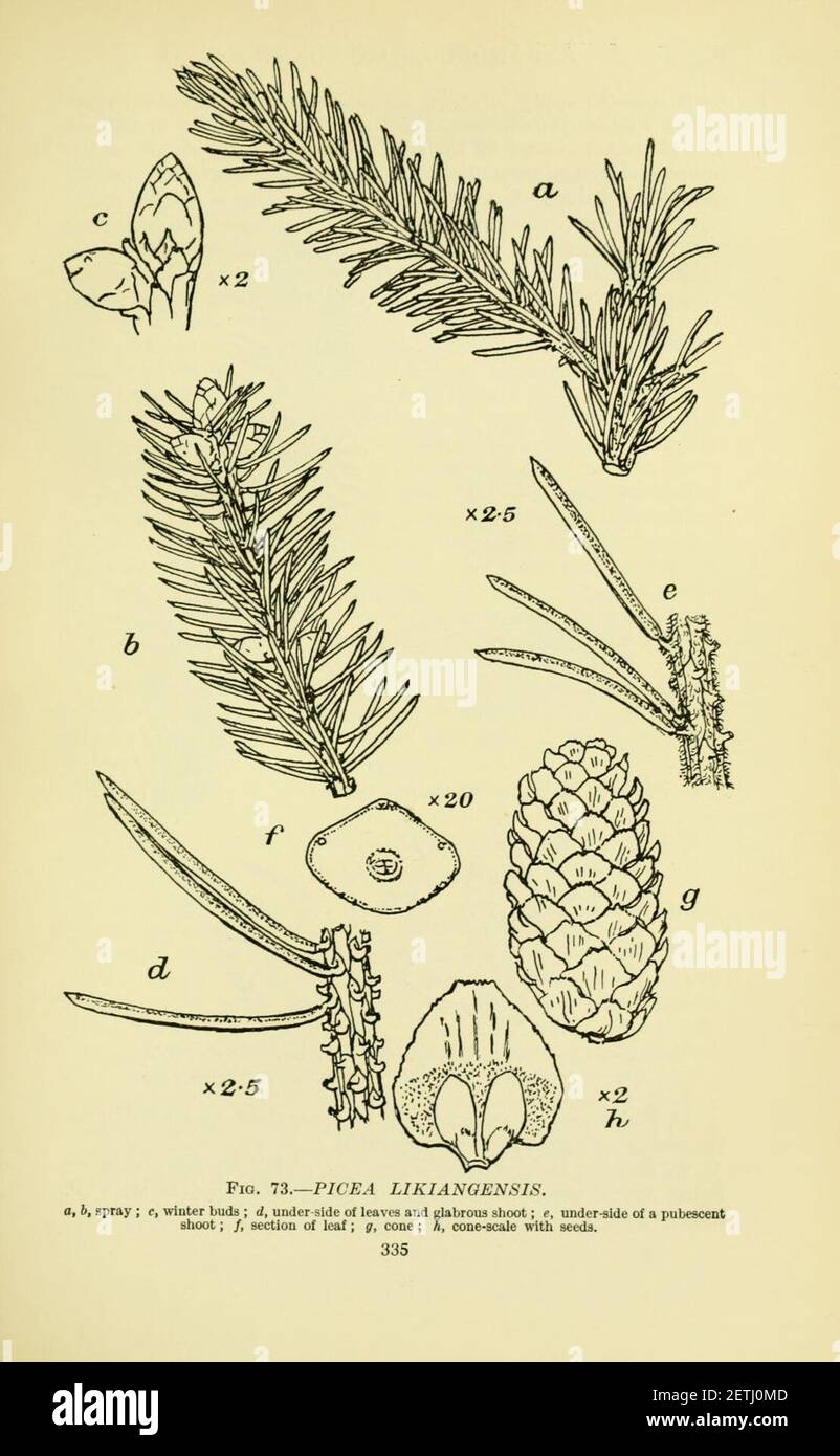 Picea likiangensis, illustration. Stock Photo
