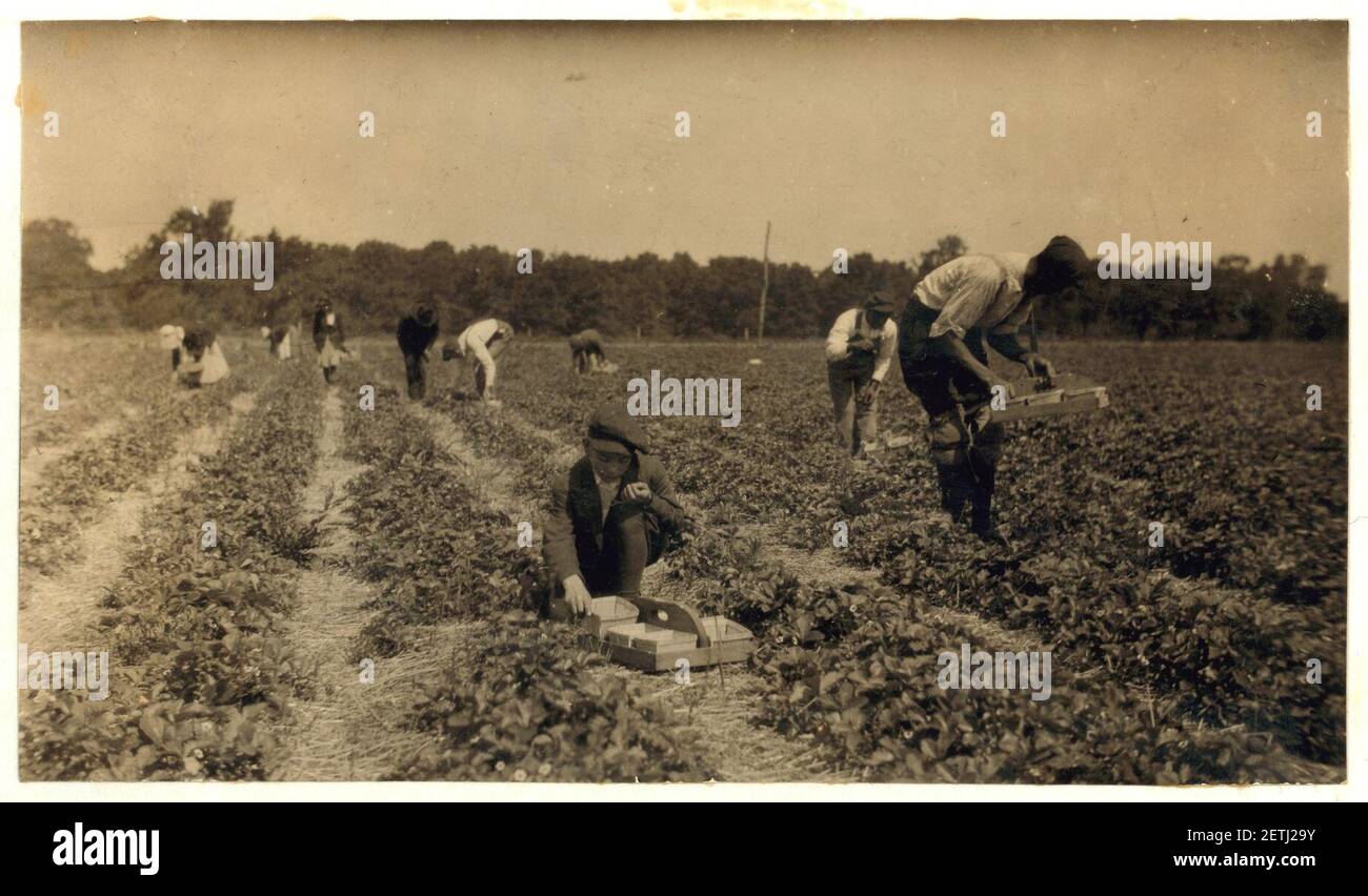 Picking strawberries on Clagett and Covington farm. They will have 500 pickers in the height of the season. Not many young workers yet. Stock Photo