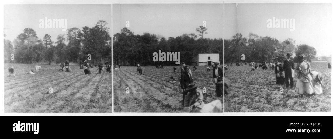 Picking strawberries Black and White Stock Photos & Images Alamy