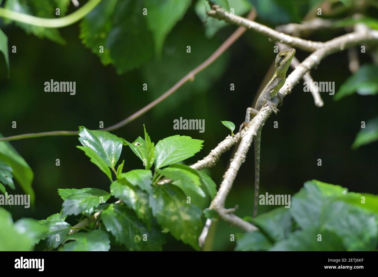 Dragon reptile (Reptilia) surrounded by lush tropical flora in the
