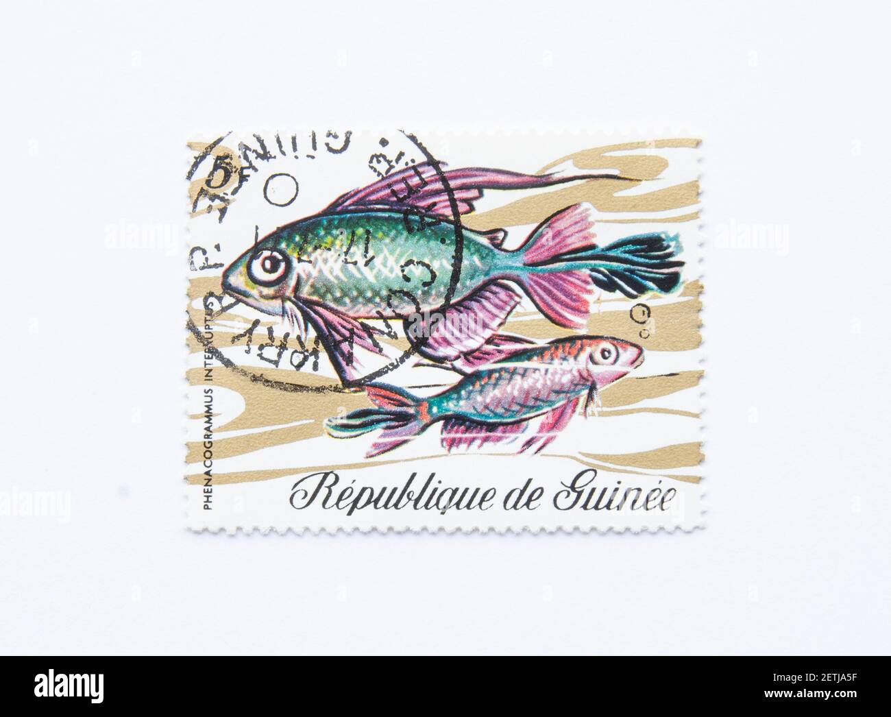 01.03.2021 Istanbul Turkey. Guinea Republic Postage Stamp. circa 1971. phenacogrammus interruptus. Kongo tetra Stock Photo