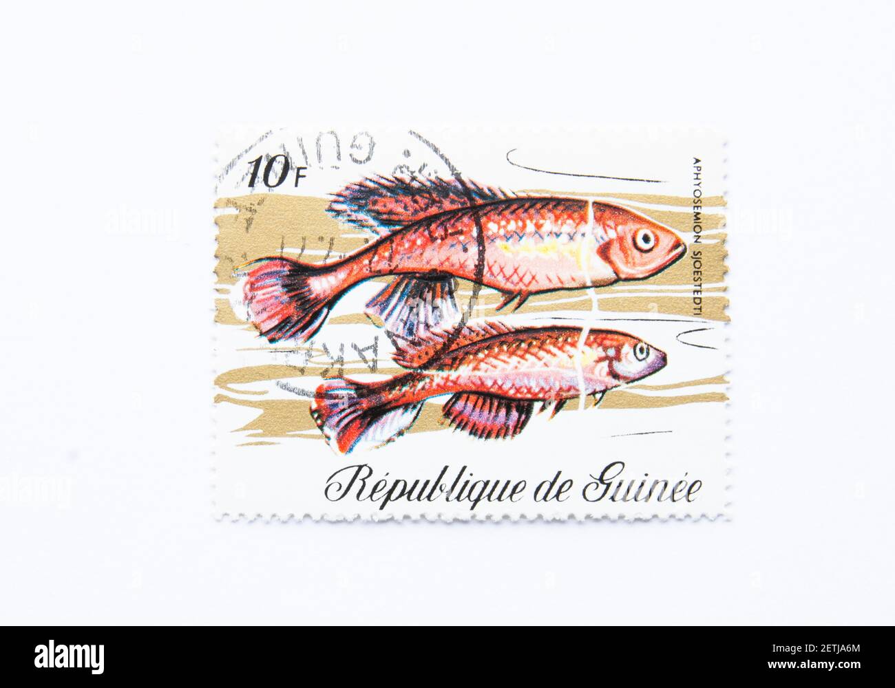 01.03.2021 Istanbul Turkey. Guinea Republic Postage Stamp. circa 1971. aphyosemion sjoestedti. Stock Photo