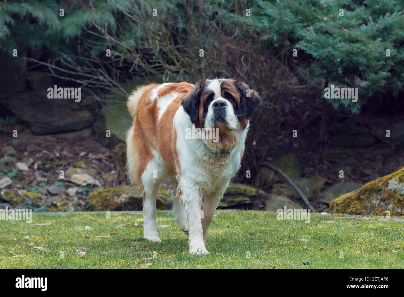 Working breed of dog St. Bernard female in the early spring