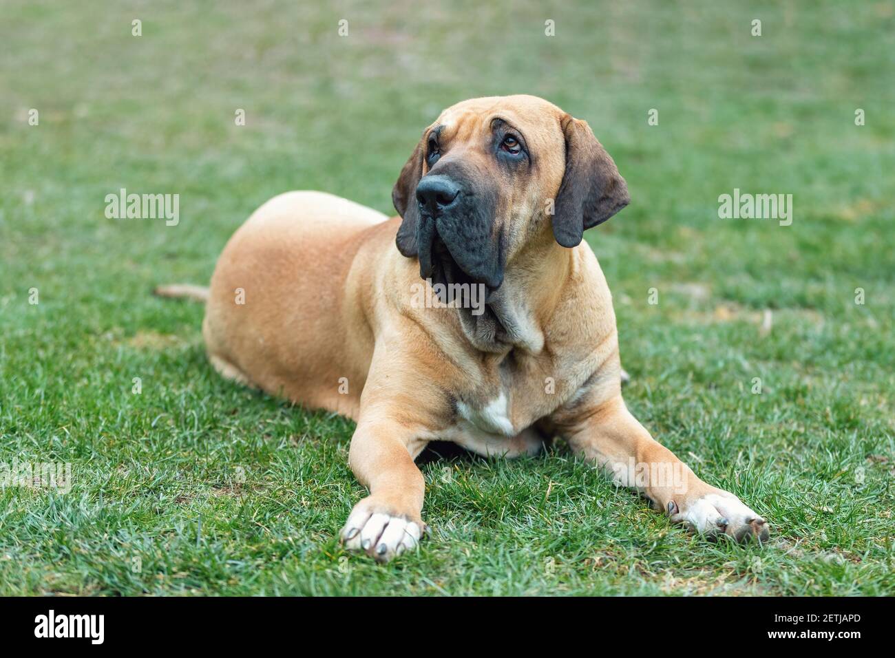 big young guardian dogs, female of Fila Brasileiro, Brazilian Mastiff,  outdoor on green grass Stock Photo - Alamy