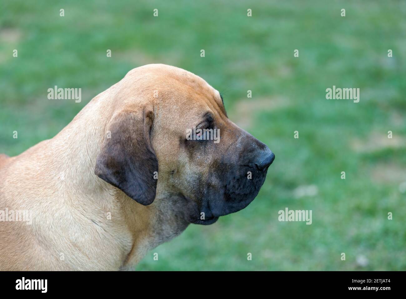 Fila brasileiro dog in front of a white background Stock Photo - Alamy