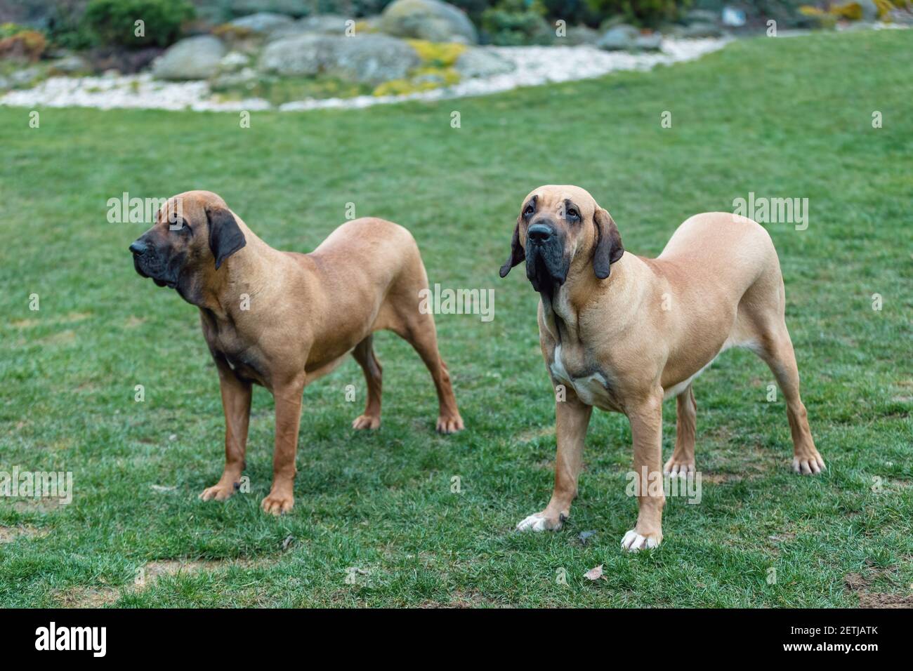two young guardian dogs, female of Fila Brasileiro, Brazilian
