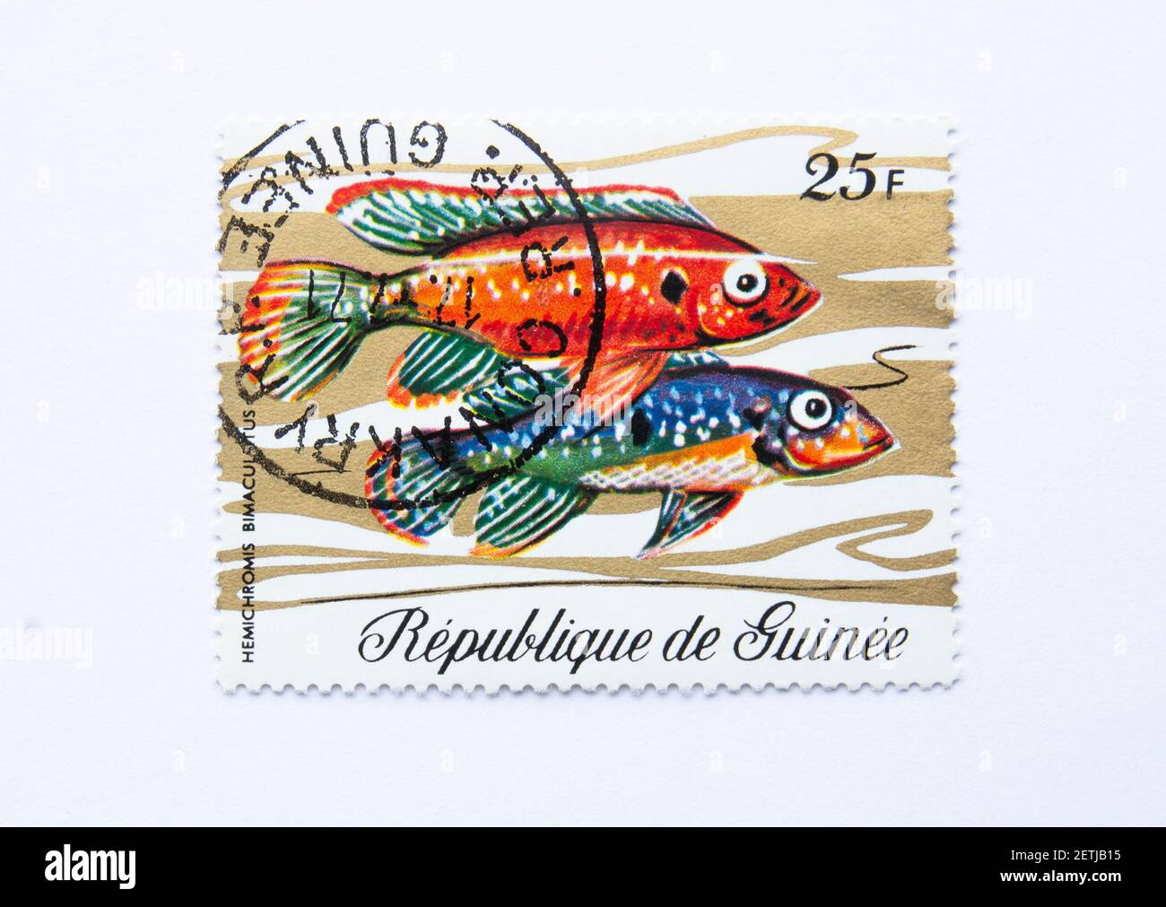 01.03.2021 Istanbul Turkey. Guinea Republic Postage Stamp. circa 1971. hemichromis bimaculatus. Jewel cichlid or jewelfish. Stock Photo