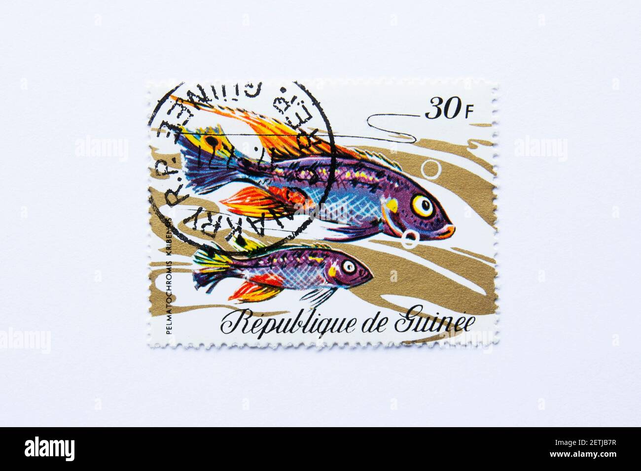 01.03.2021 Istanbul Turkey. Guinea Republic Postage Stamp. circa 1971. pelmatochromis kribensis.  Pelvicachromis pulcher Stock Photo