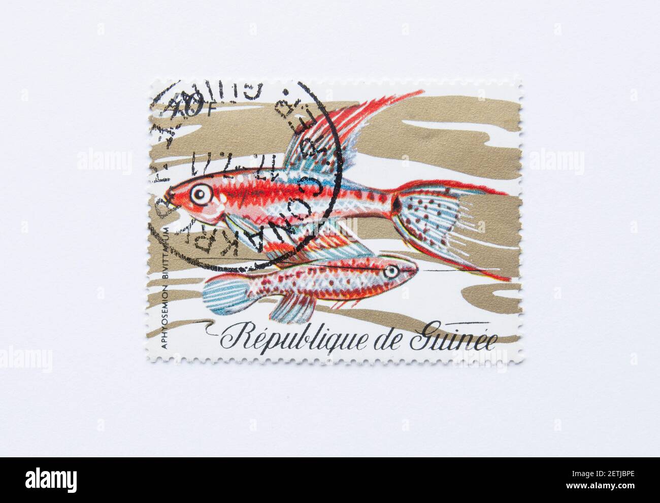 01.03.2021 Istanbul Turkey. Guinea Republic Postage Stamp. circa 1971. aphyosemion bivittatum. twostripe lyretail, two-banded killi, red lyretail Stock Photo