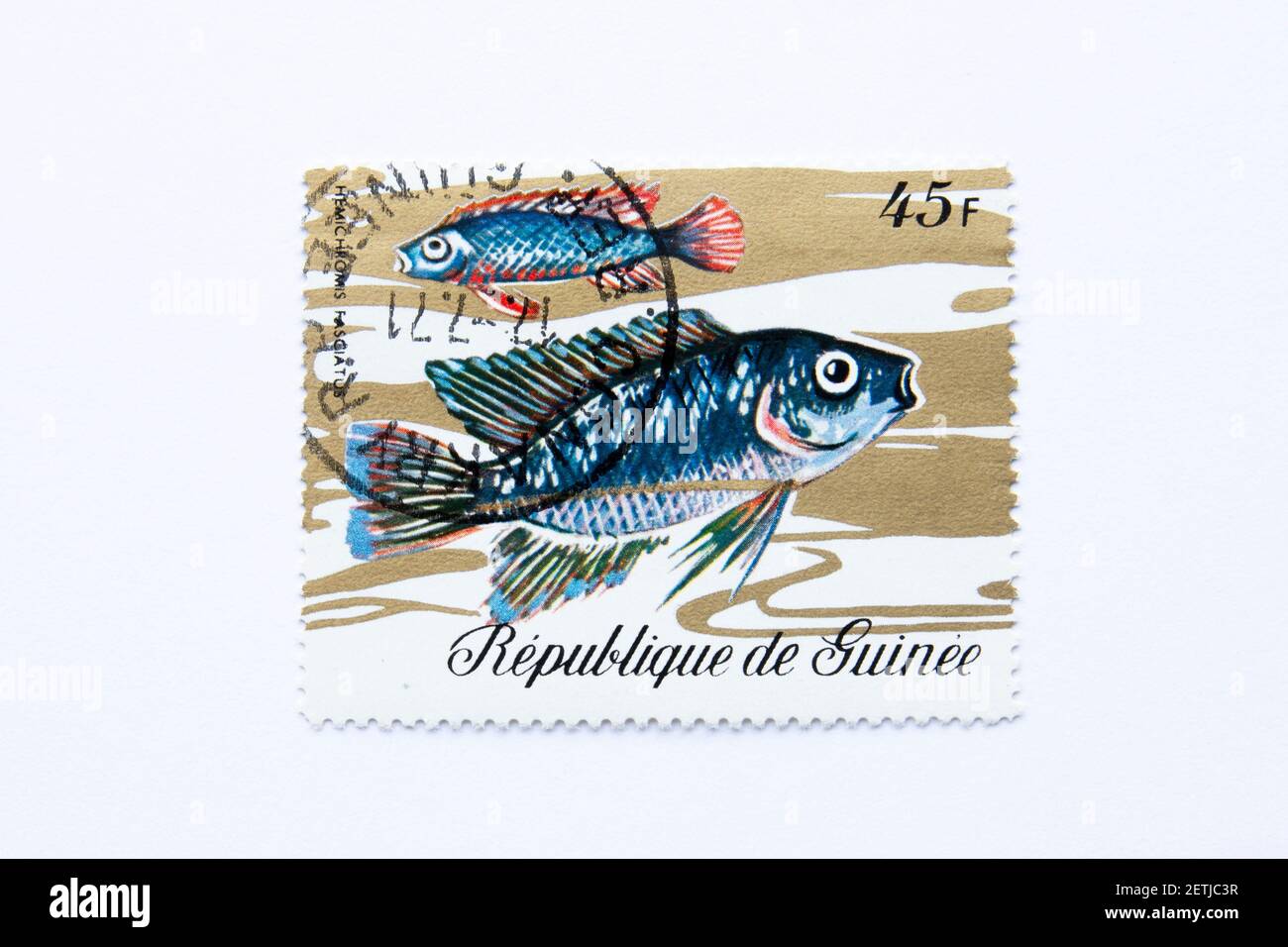 01.03.2021 Istanbul Turkey. Guinea Republic Postage Stamp. circa 1971. hemichromis fasciatus. banded jewelfish and five-spot cichlid. Stock Photo