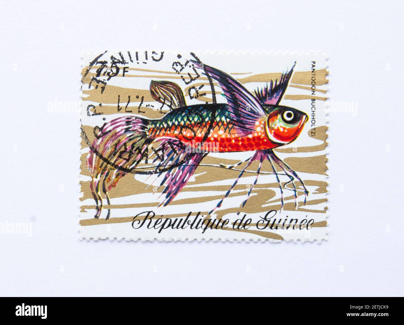 01.03.2021 Istanbul Turkey. Guinea Republic Postage Stamp. circa 1971. pantodon buchholzi.  African Butterfly Fish Stock Photo