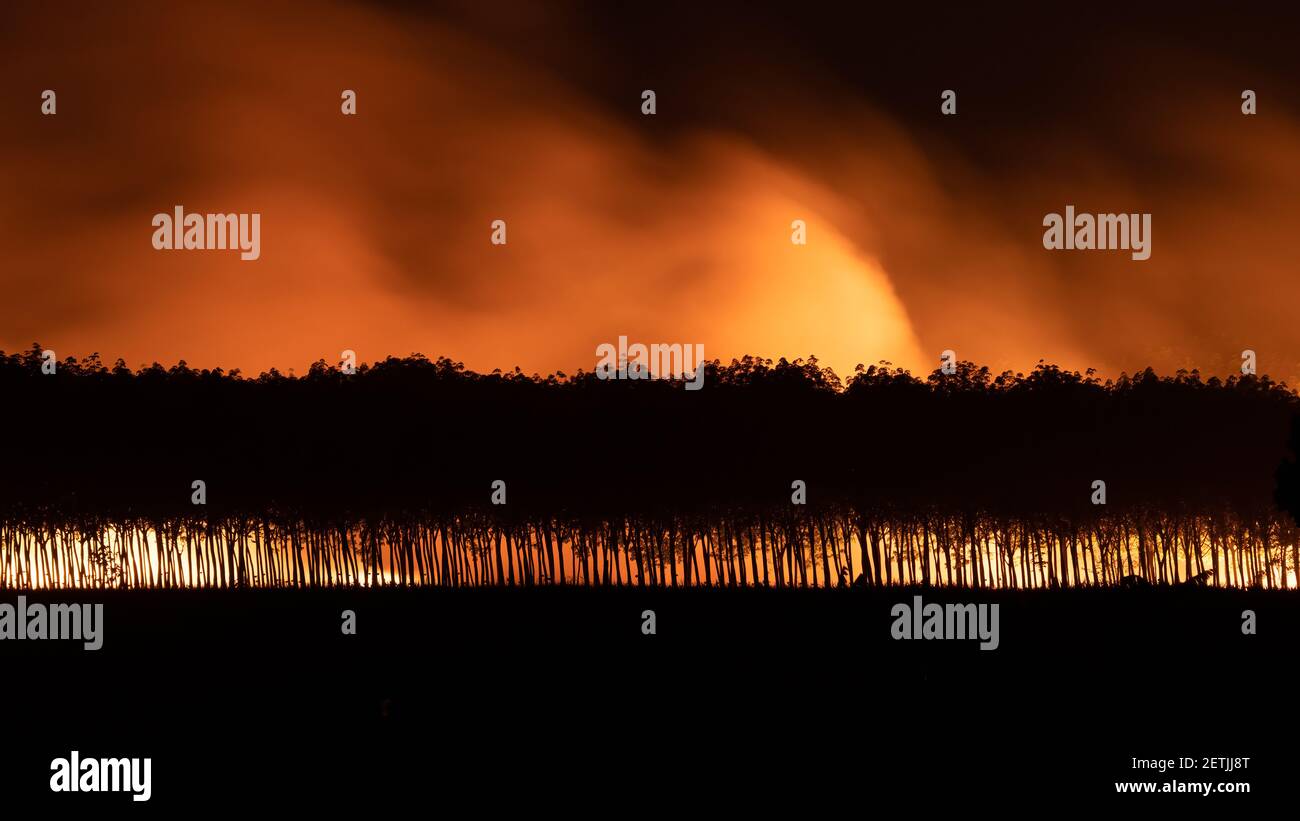 Manmade wildfires and thick smoke on sugarcane plantation during harvesting season  with rubber tree plantation in foreground Stock Photo