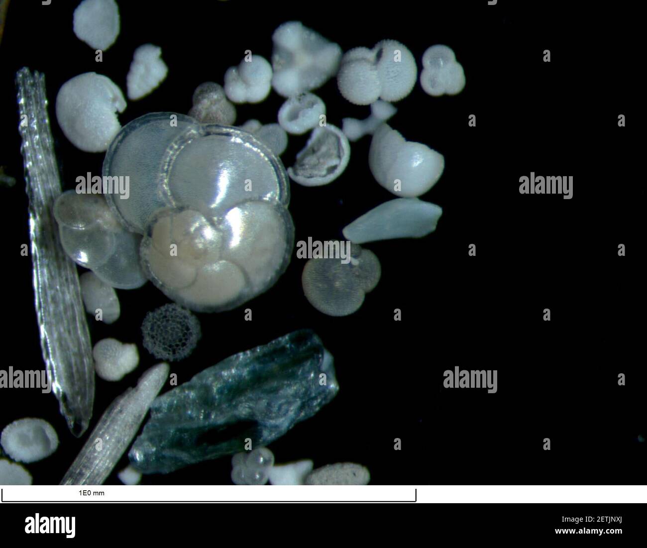 (170315) -- ABOARD JOIDES RESOLUTION, March 15, 2017 (Xinhua) -- Foraminifera samples drilled from the seafloor of the South China Sea are seen under the microscope on the U.S. drilling ship JOIDES Resolution, March 14, 2017. Dozens of scientists from different countries are on an expedition to the South China Sea, to explore the formation of the sea as part of the International Ocean Discovery Program (IODP). (Xinhua/Zhang Jiansong) (zyd) (Photo by Xinhua/Sipa USA) Stock Photo