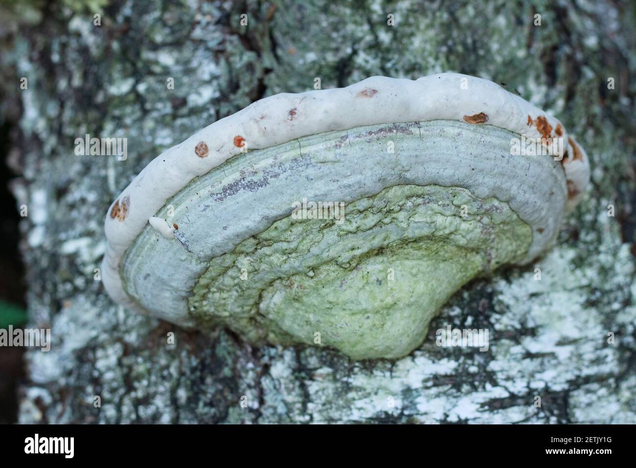 Polyporales fungus grows on the trunk of a birch tree Stock Photo