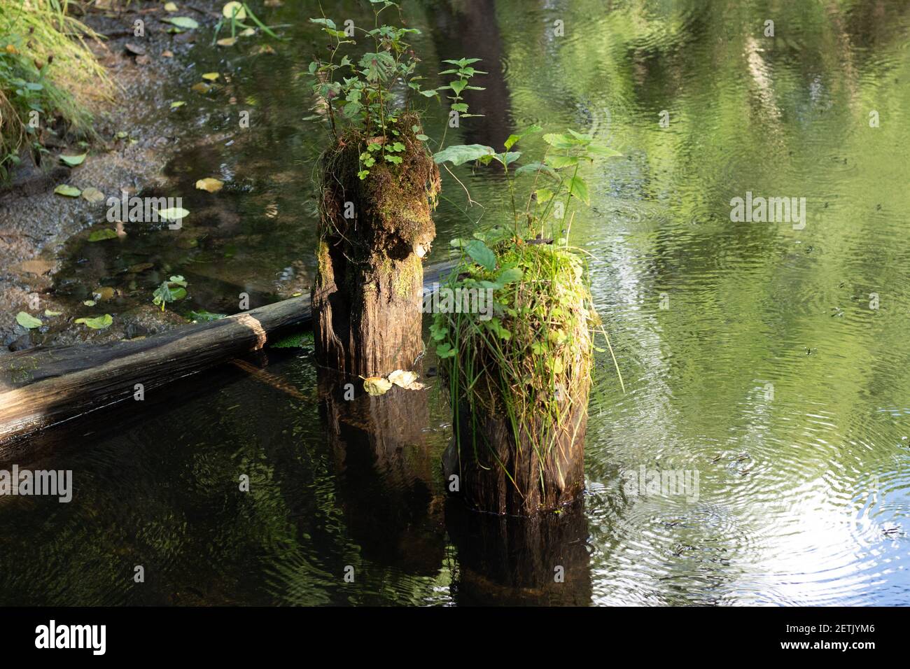 Felled trees on the water of the river overgrown with moss. Background with copyspace Stock Photo