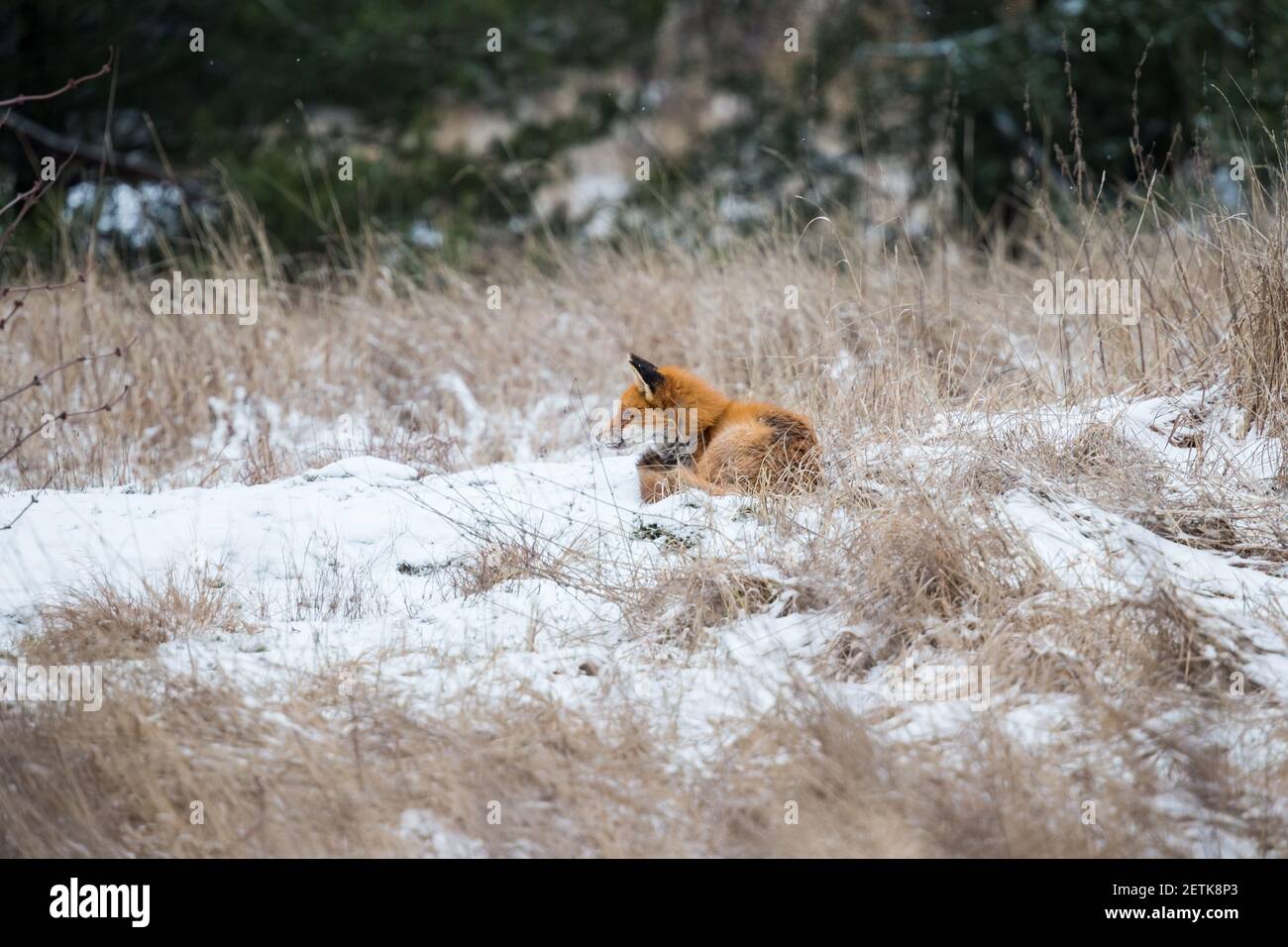 Urban red fox with scabies Stock Photo