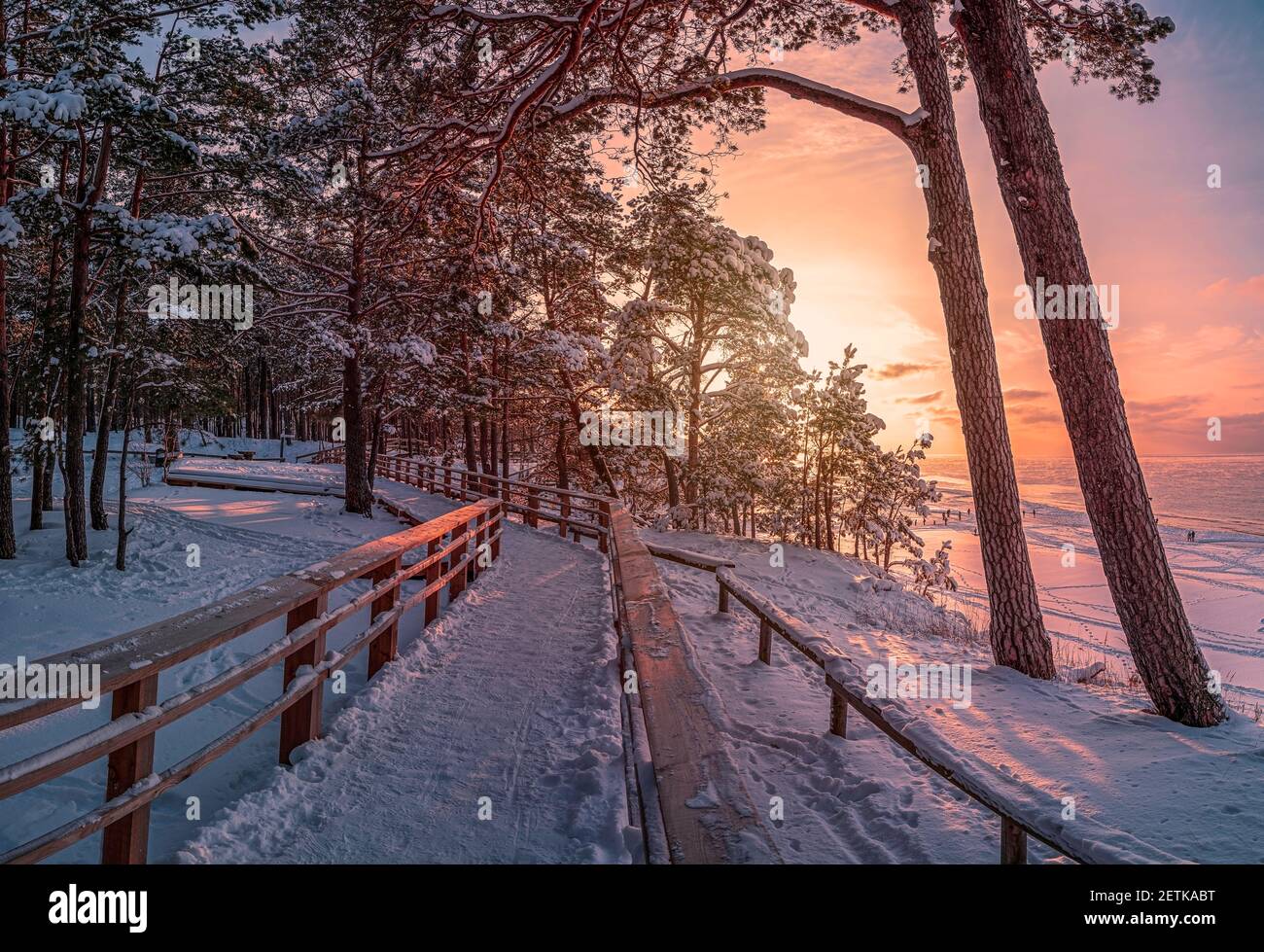 Winter landscape with covered in snow pine and fir trees during sunset ...