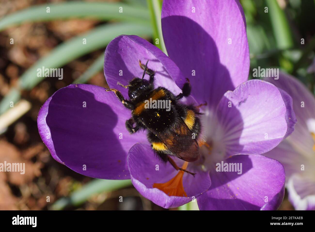 Queen, bumblebee species in the Bombus lucorum-complex, family Apidae on the flower of crocus of the family Iridaceae. Dutch garden. Late winter, Stock Photo