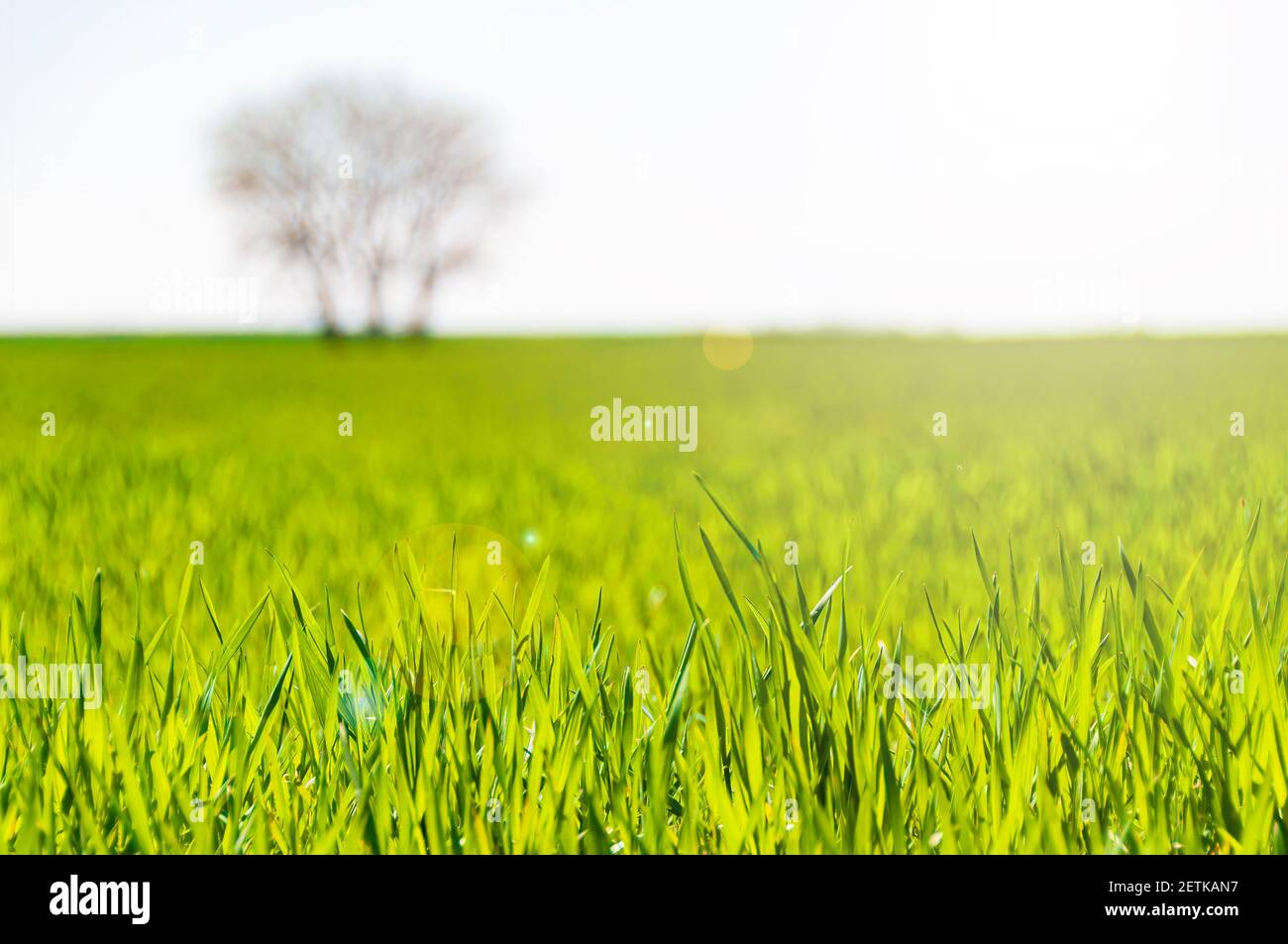 Farm field with fresh green sprouts of wheat. Springtime at the  countryside. Selective focus on the front shoots Stock Photo - Alamy