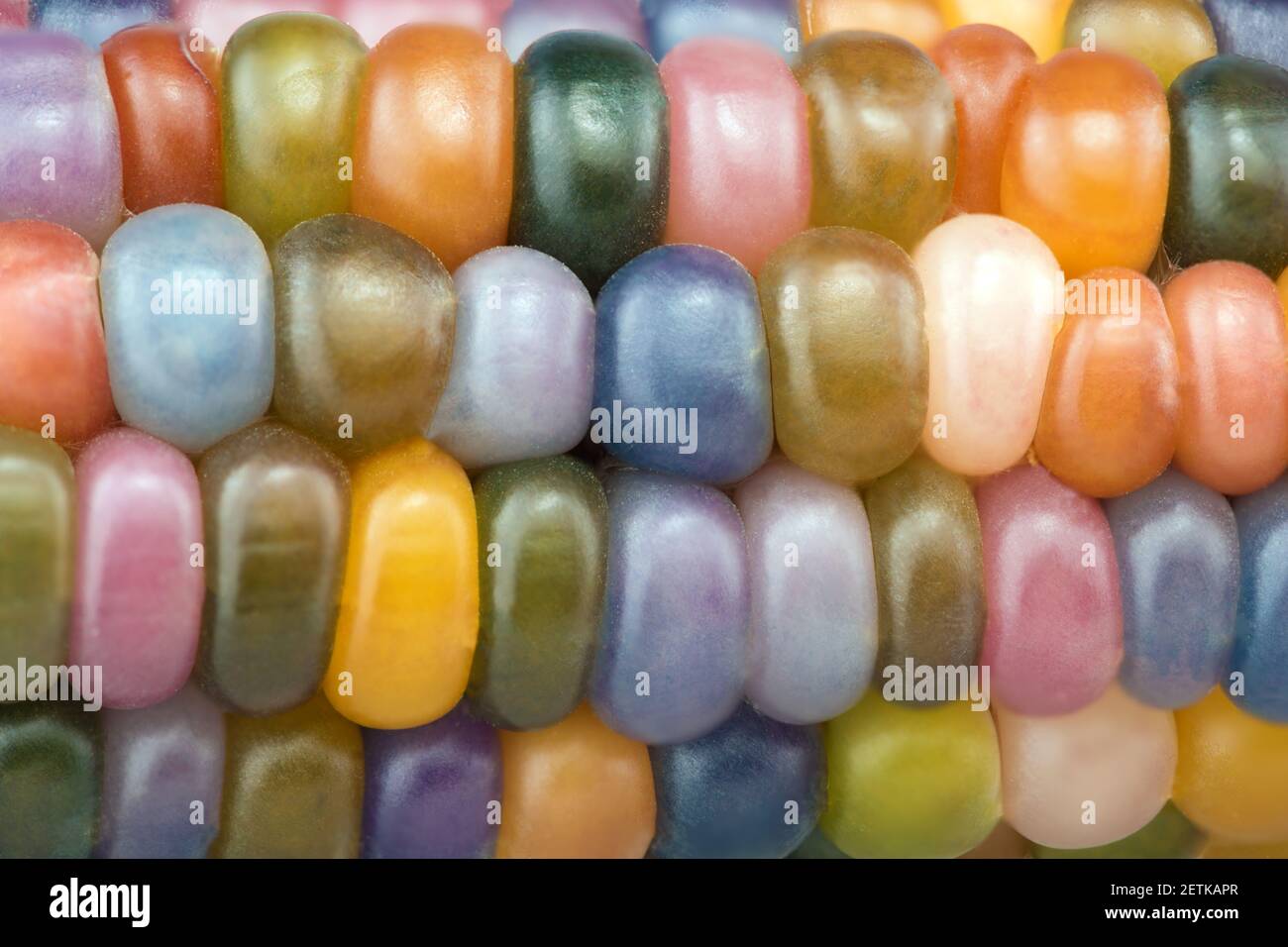close view of glass gem ear,variety of beautiful rainbow colored corn Stock Photo