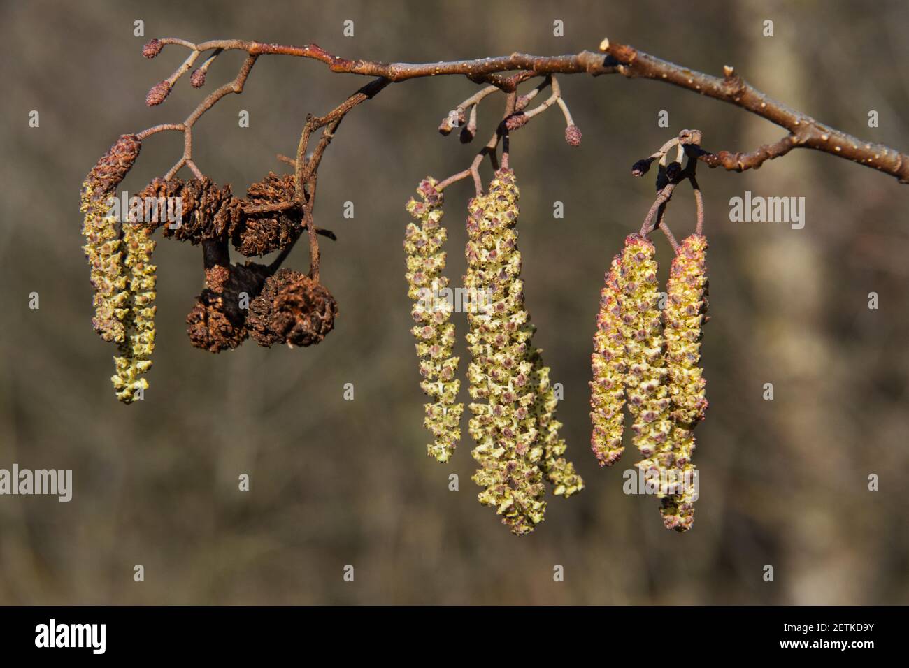 Catkins in spring, new female inflorescences and both new and old female, mature cone-like flowers of European black alder Stock Photo